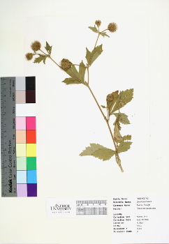 primary herbarium image