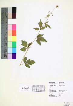 primary herbarium image