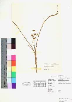 primary herbarium image