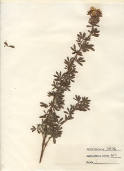 primary herbarium image