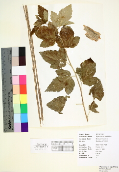primary herbarium image
