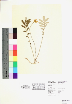 primary herbarium image