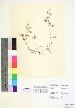 primary herbarium image