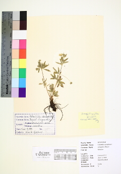 primary herbarium image