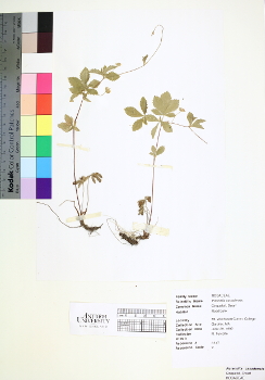 primary herbarium image