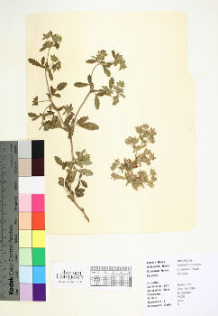 primary herbarium image