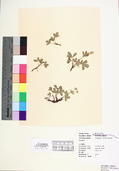 primary herbarium image