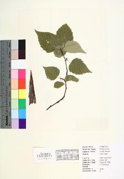 primary herbarium image