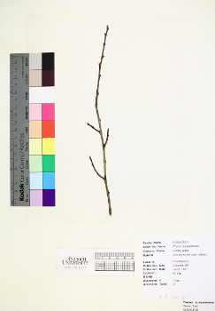 primary herbarium image