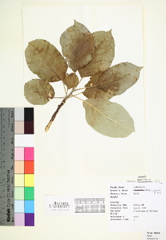 primary herbarium image