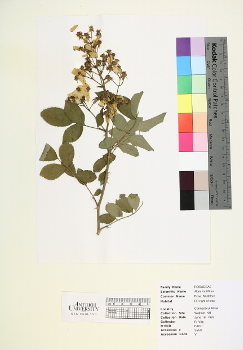 primary herbarium image