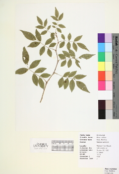 primary herbarium image