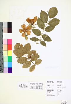 primary herbarium image