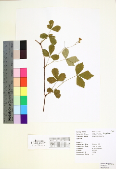 primary herbarium image
