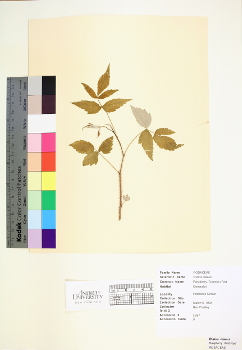 primary herbarium image