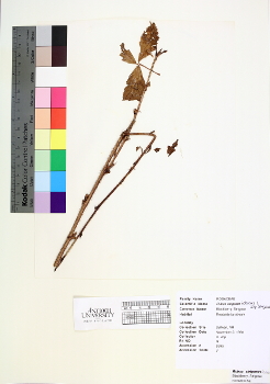 primary herbarium image