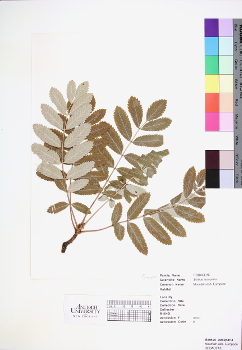 primary herbarium image