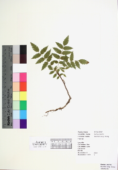 primary herbarium image