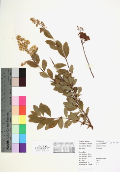 primary herbarium image
