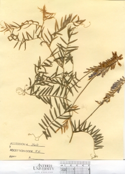 primary herbarium image