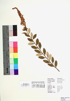 primary herbarium image