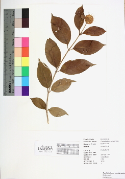 primary herbarium image