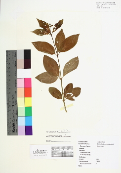 primary herbarium image