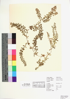 primary herbarium image