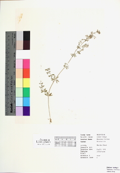 primary herbarium image