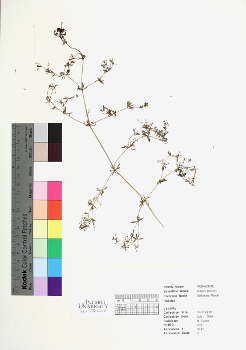 primary herbarium image