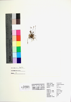 primary herbarium image