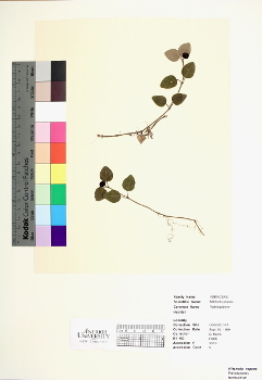 primary herbarium image