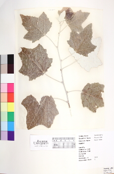 primary herbarium image
