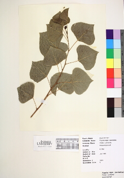 primary herbarium image