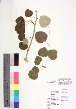 primary herbarium image