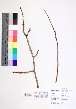primary herbarium image