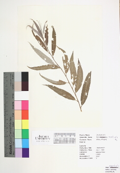 primary herbarium image