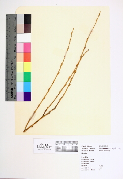 primary herbarium image