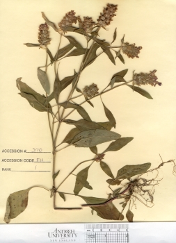 primary herbarium image