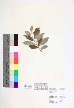 primary herbarium image