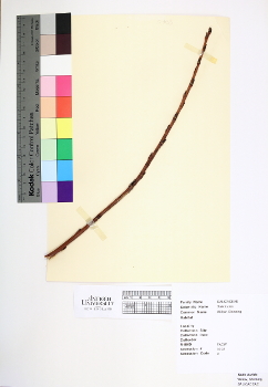 primary herbarium image