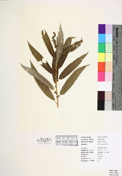 primary herbarium image