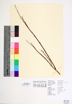 primary herbarium image