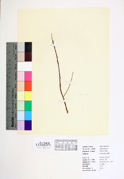 primary herbarium image