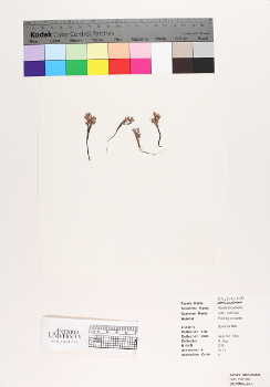 primary herbarium image