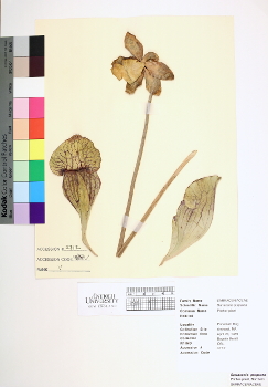 primary herbarium image