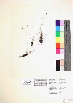 primary herbarium image