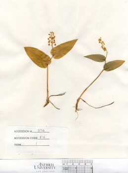 primary herbarium image