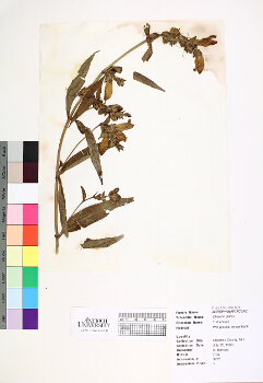 primary herbarium image
