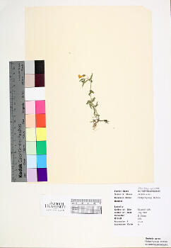 primary herbarium image